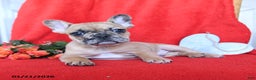 French Bulldog dogs for sale: Blaze - Ad 2