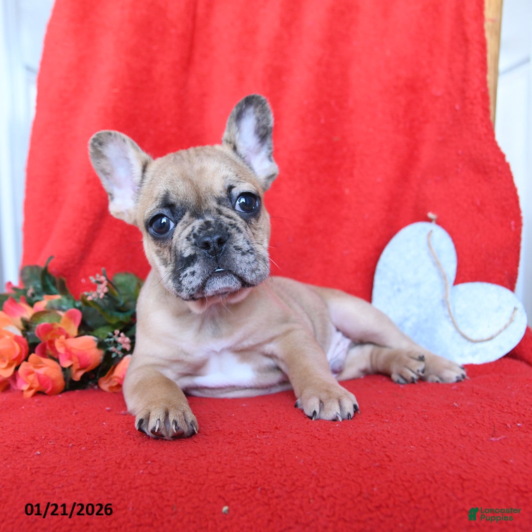 French Bulldog dogs for sale: Blaze - Ad 2