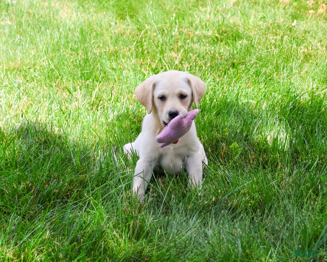 Labrador Retriever dogs for sale: Rosetta - Ad 2