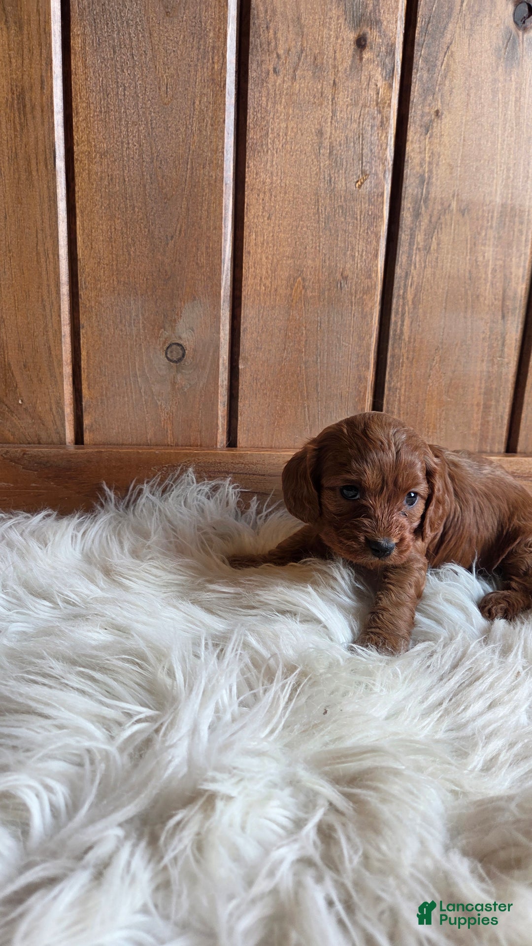 Cavapoo dogs for sale: Bella - Ad 8