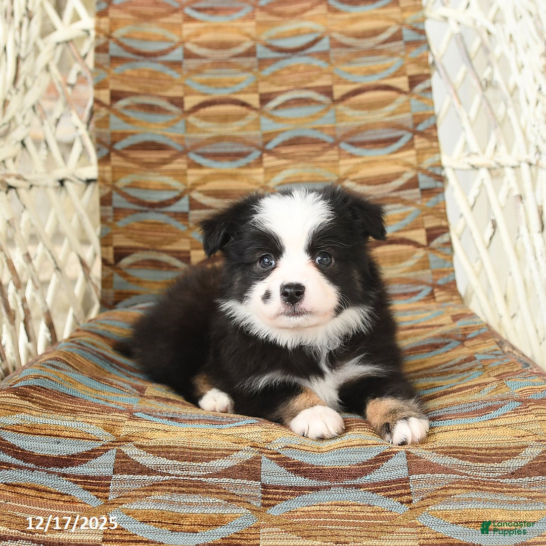 Toy Australian Shepherd dogs for sale: Cira - Ad 3