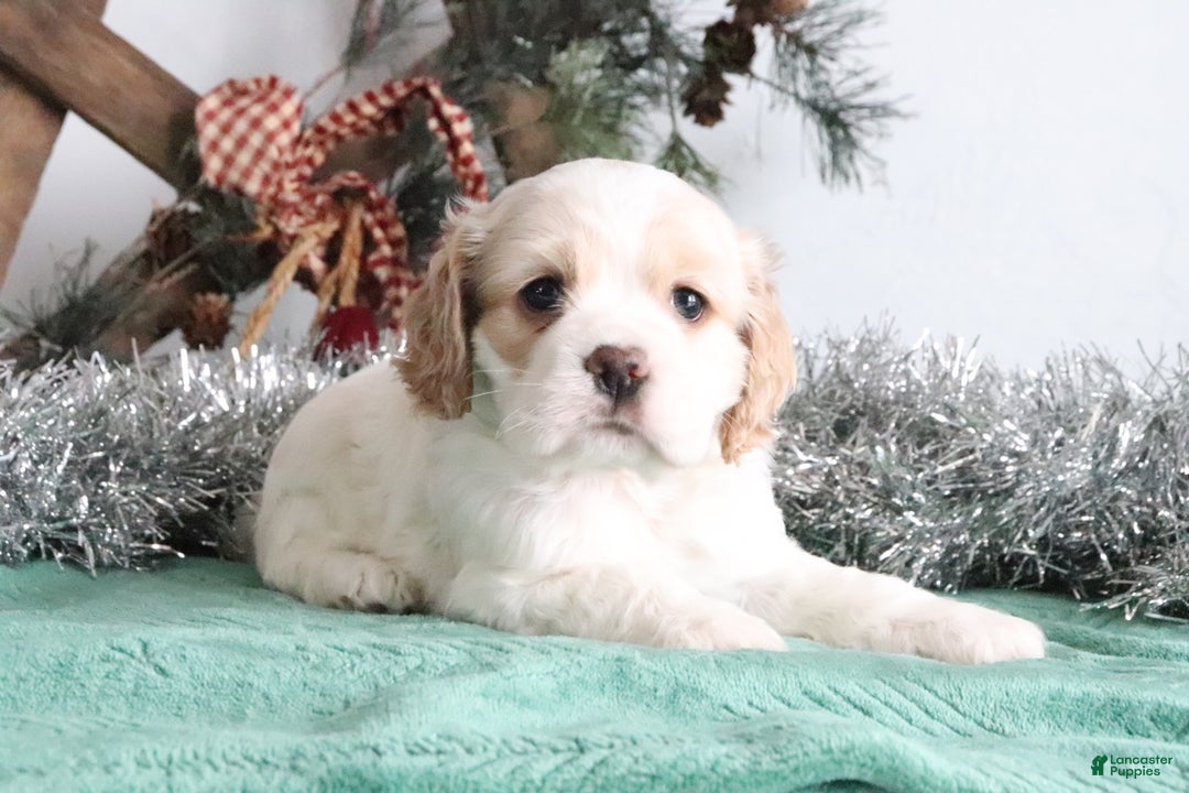 Cocker Spaniel dogs for sale: Dimond - Ad 6