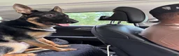 German Shepherd dogs for sale: Chief - Ad 1