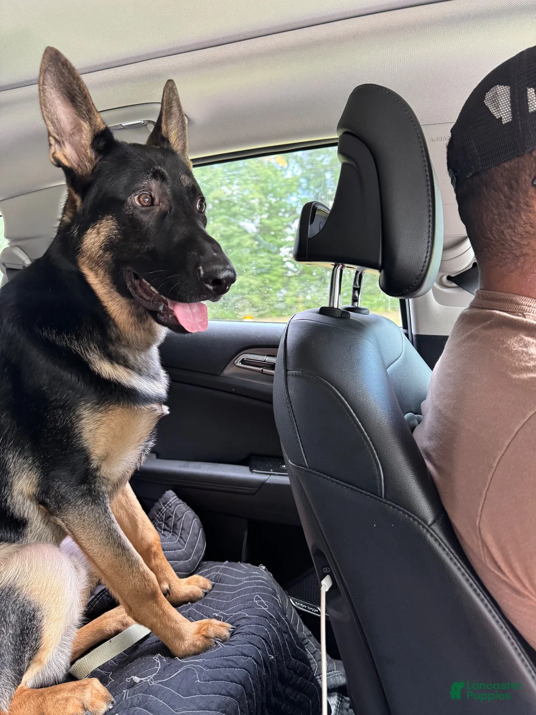 German Shepherd dogs for sale: Chief - Ad 1