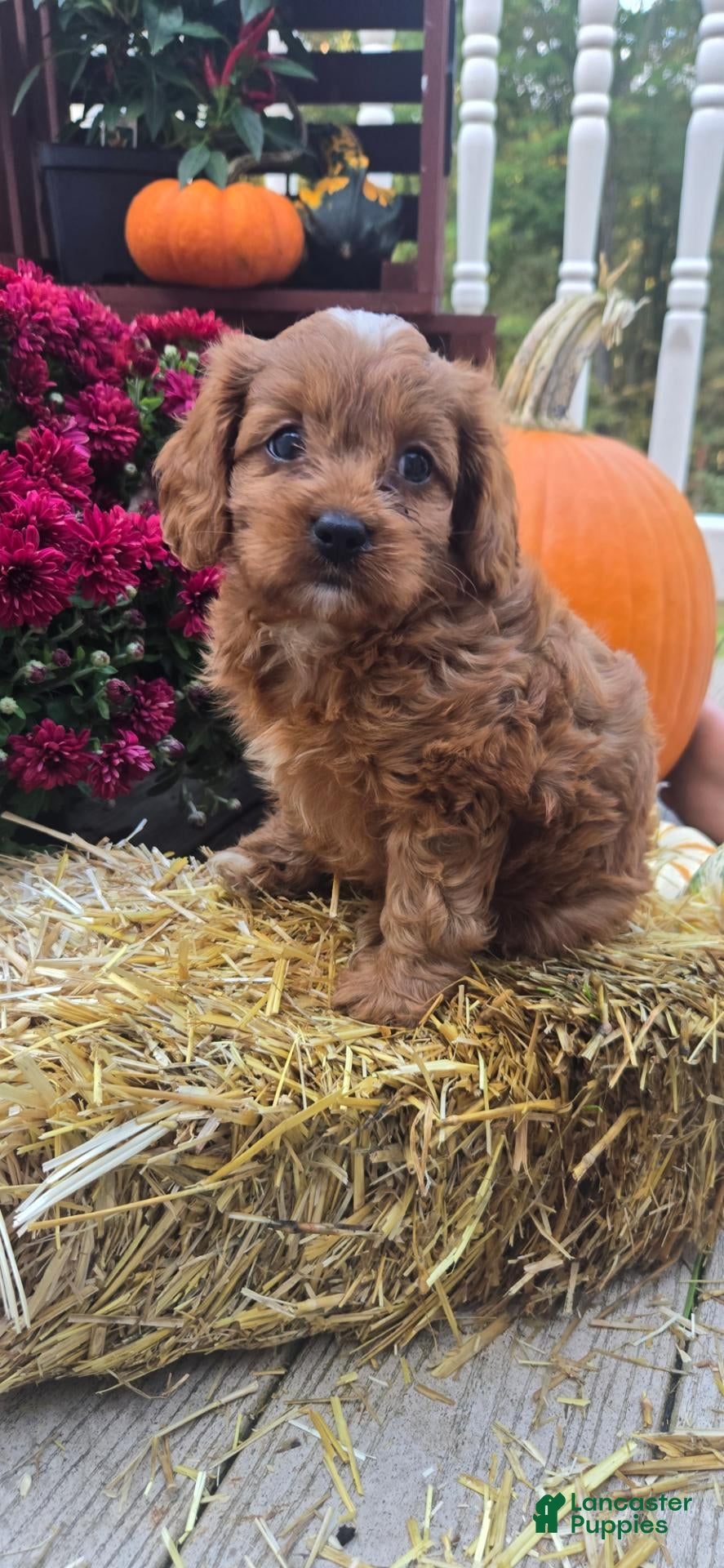 Cavapoo dogs for sale: Auggie - Ad 2