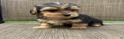 Yorkshire Terrier dogs for sale: 1 Pauly - Ad 8
