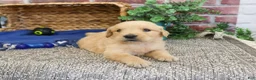 Golden Retriever dogs for sale: Georgie - Ad 2