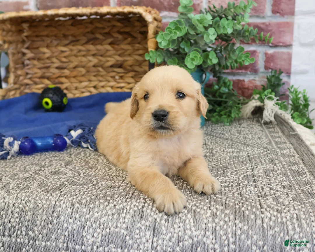 Golden Retriever dogs for sale: Georgie - Ad 2