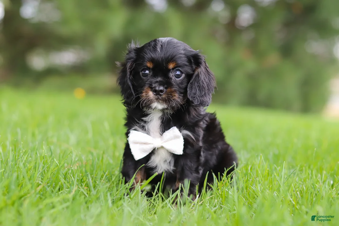 Cavalier King Charles Spaniel dogs for sale: Jackson - Ad 1