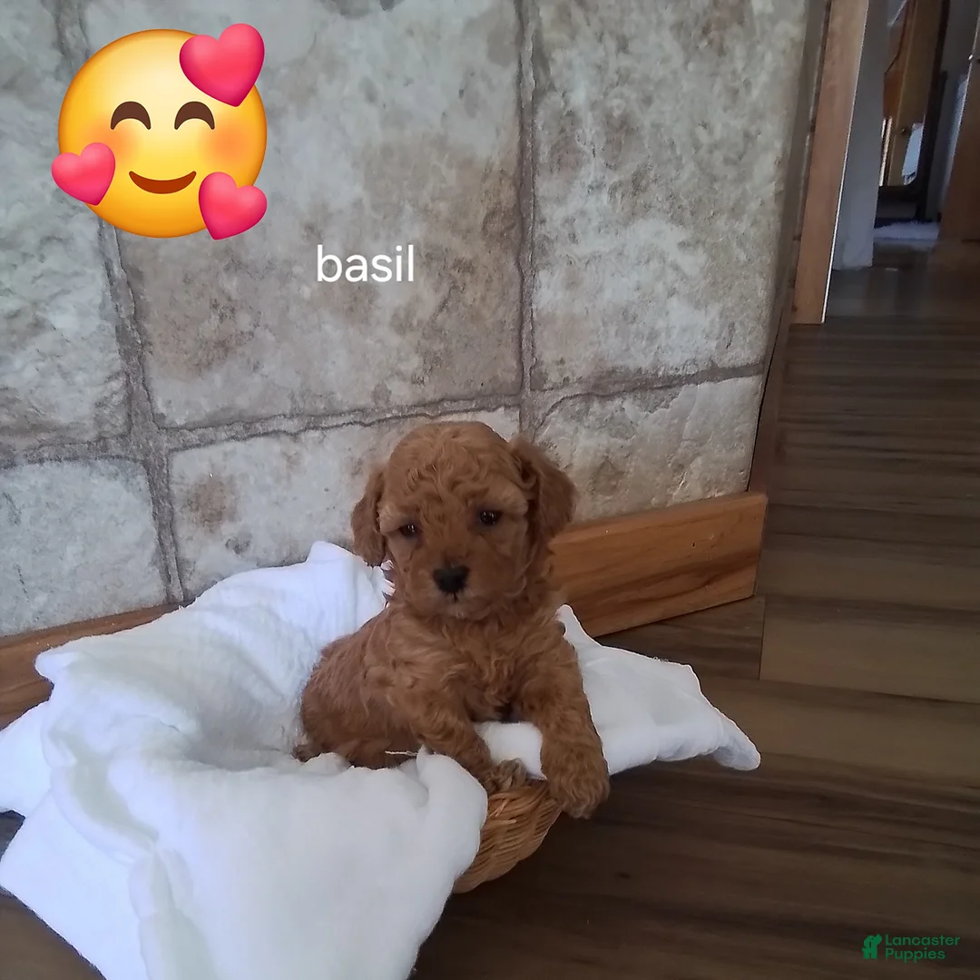Toy Poodle dogs for sale: Basil - House Raised - Ad 1