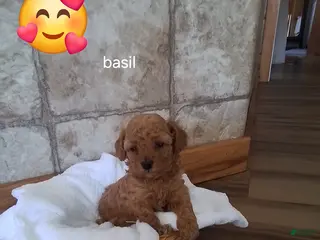 Toy Poodle dogs for sale: Basil - House Raised - Ad 2