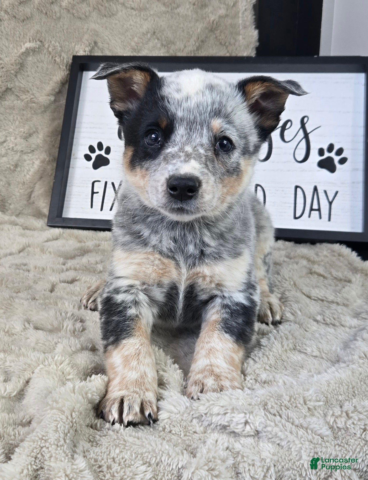 Australian Cattle Dog dogs Molly - Ad 1