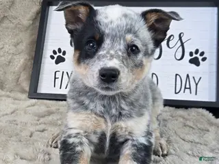 Australian Cattle Dog dogs for sale: Molly - Ad 2