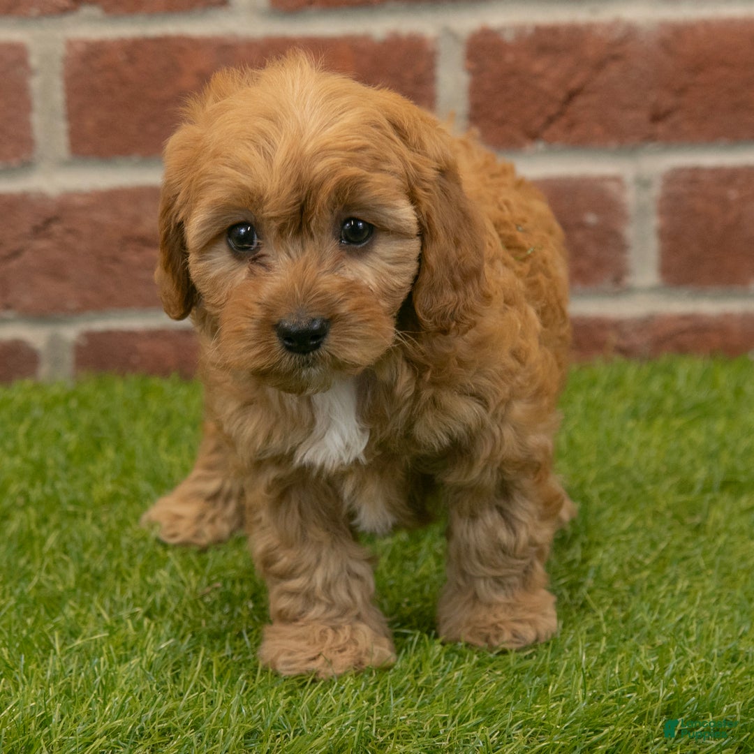 Cavapoo dogs for sale: Macy - Ad 1