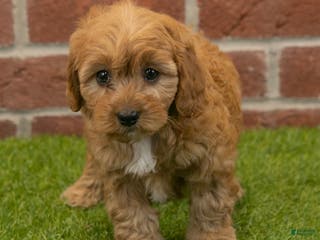Cavapoo dogs Macy - Ad 28