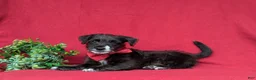 Jackapoo dogs for sale: Shawn - Ad 5