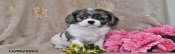 Cavalier King Charles Spaniel dogs for sale: Barbie - Ad 7