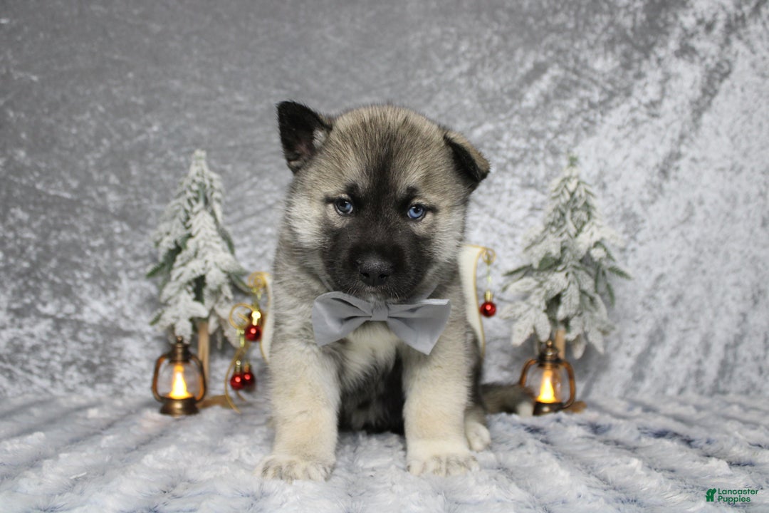 Pomsky dogs for sale: Lorcan  - Ad 3