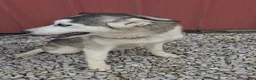 Siberian Husky dogs for sale: Sasha - Ad 3