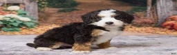 Bernedoodle dogs for sale: Keanu - Ad 3