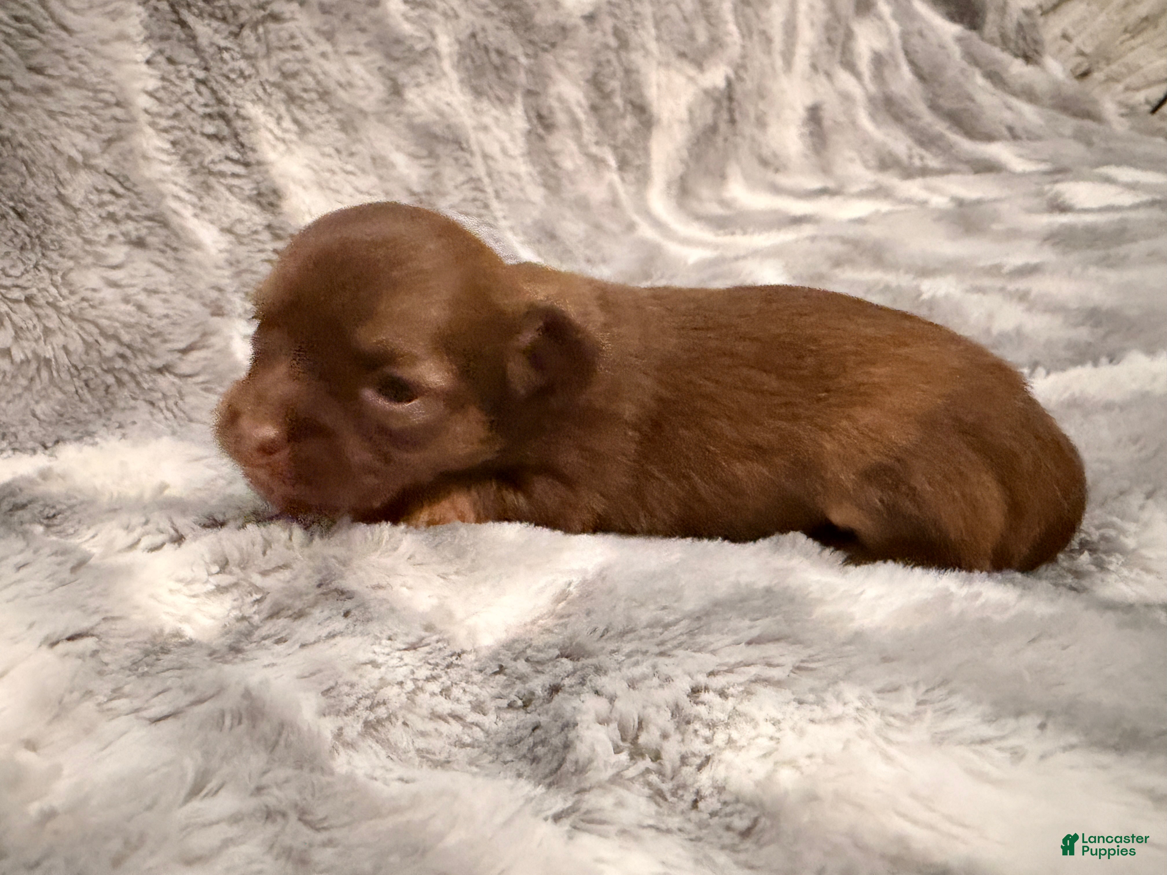 Chihuahua dogs Oscar - Ad 16