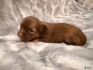 Chihuahua dogs Oscar - Ad 3