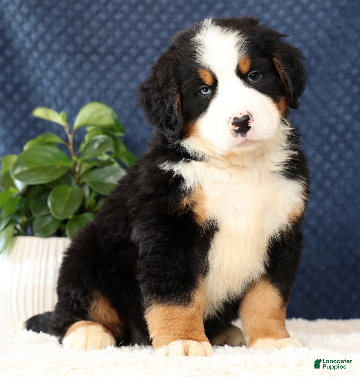 Bernese Mountain Dog dogs Zinc - Ad 1