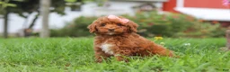 Miniature Poodle dogs for sale: Sunny - Ad 5