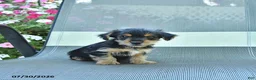 Yorkshire Terrier dogs for sale: Jake - Ad 2