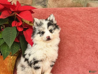 Pomsky dogs Snowball - Ad 31
