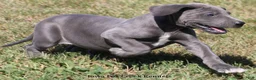 Great Dane dogs for sale: Sophie - Ad 4
