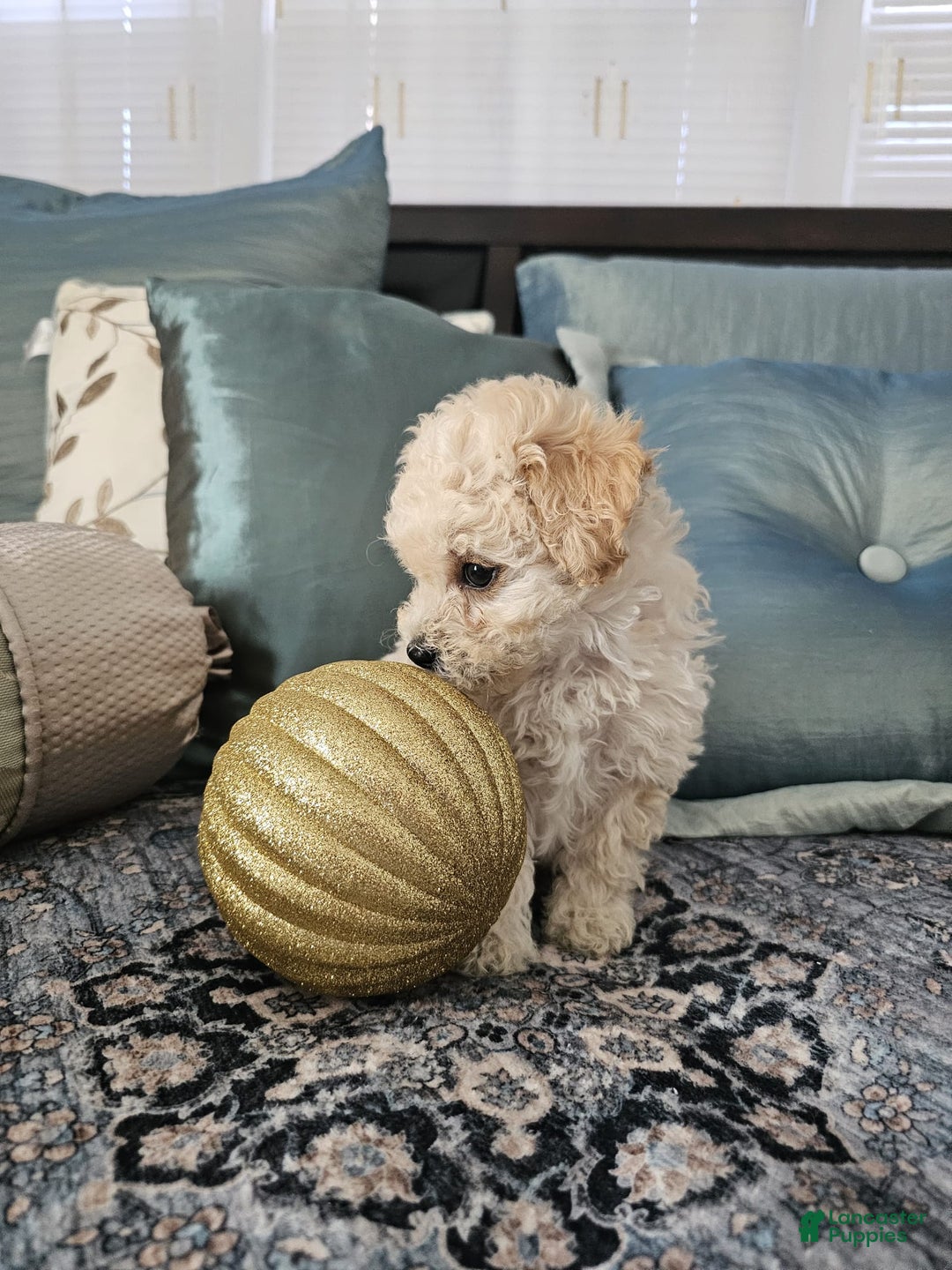 Maltipoo dogs for sale: Maltipoo Puppy 2 - Ad 1