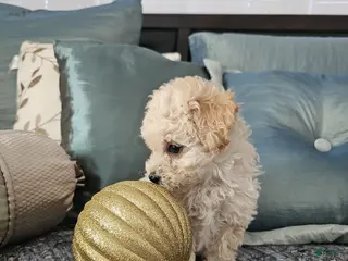 Maltipoo dogs Maltipoo Puppy 2 - Ad 1