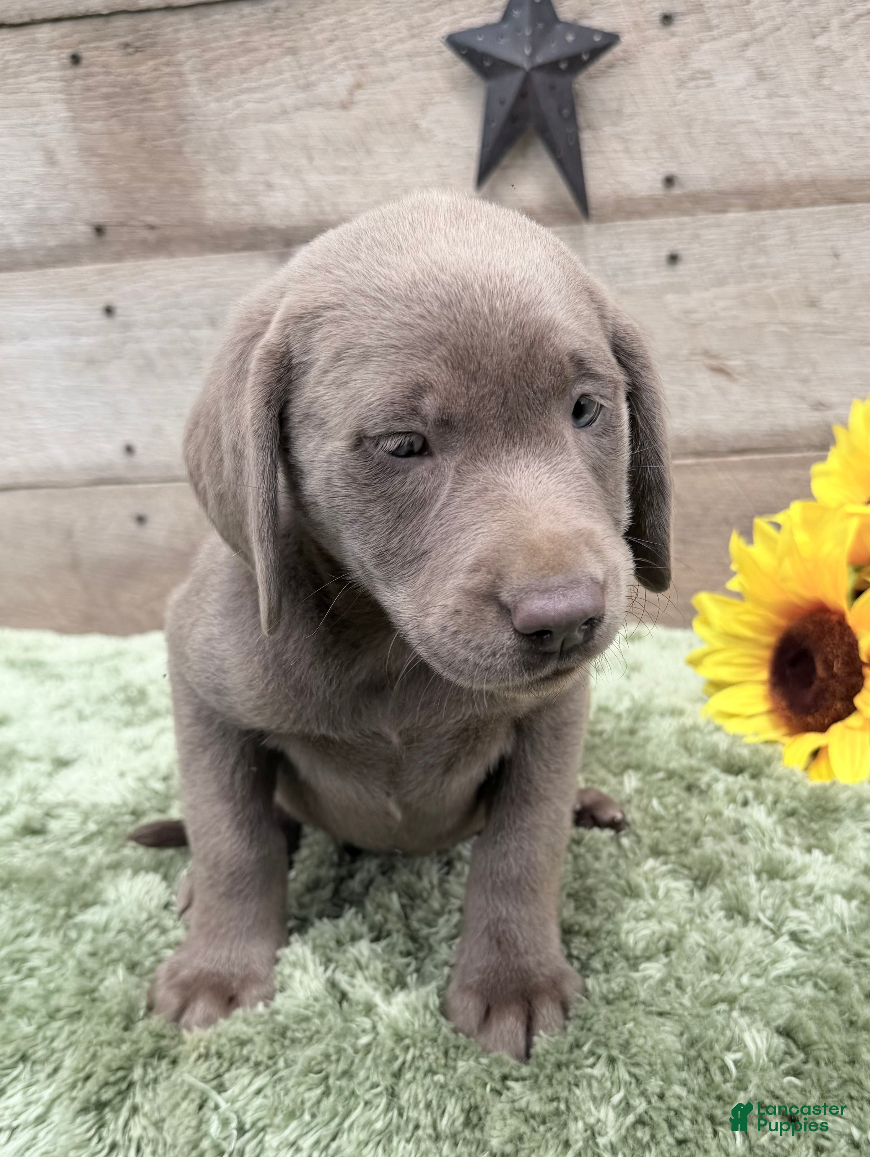 Labrador Retriever dogs Silver sissy - Ad 2