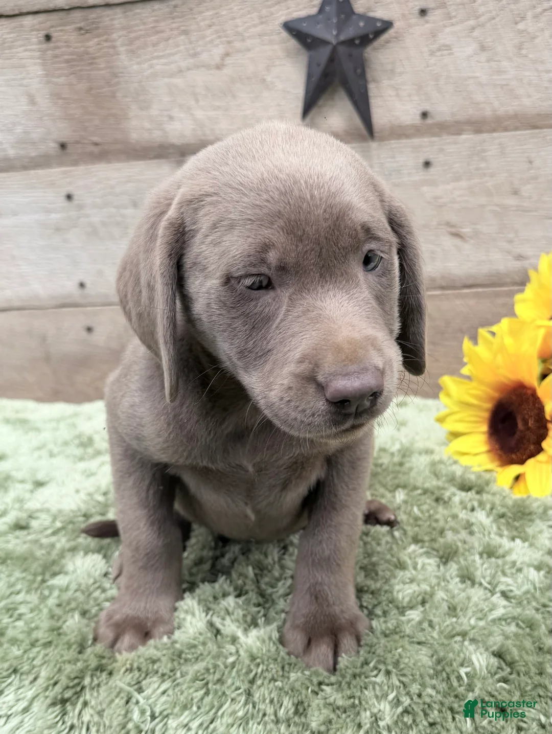 Labrador Retriever dogs for sale: Silver sissy - Ad 2