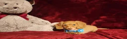 Miniature Dachshund dogs for sale: PEACHES - Ad 6
