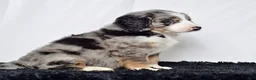 Bernedoodle dogs for sale: Mr. Harley - Ad 7