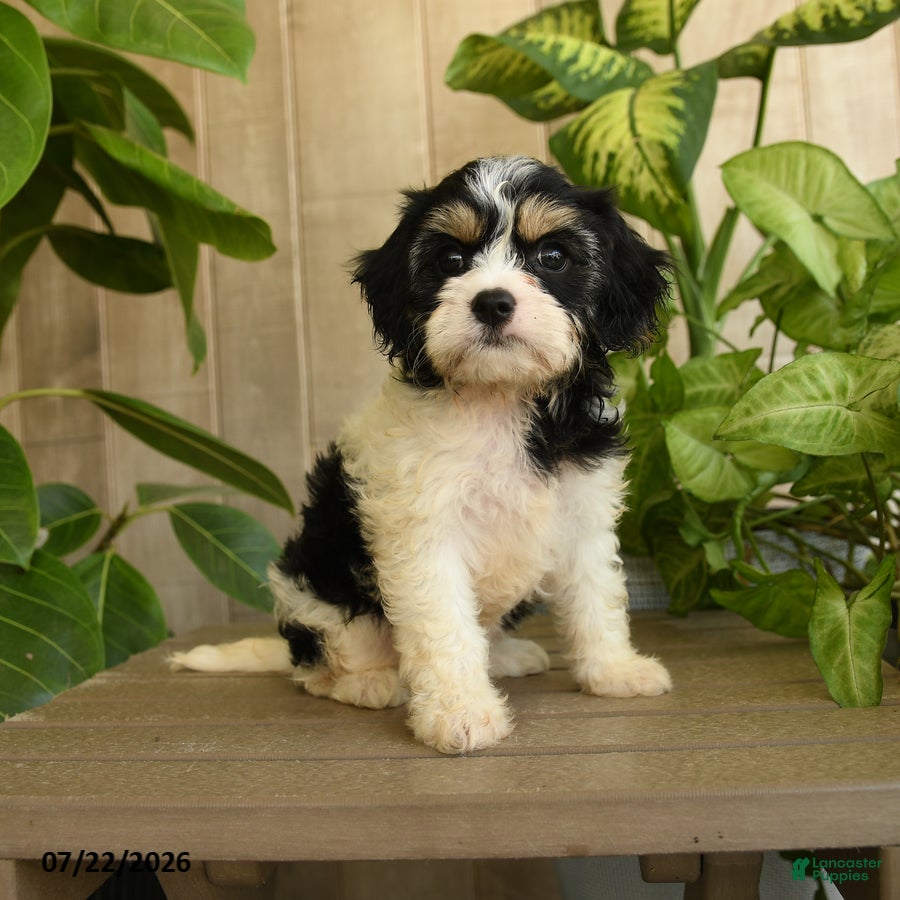 Cavachon dogs Mia  - Ad 1