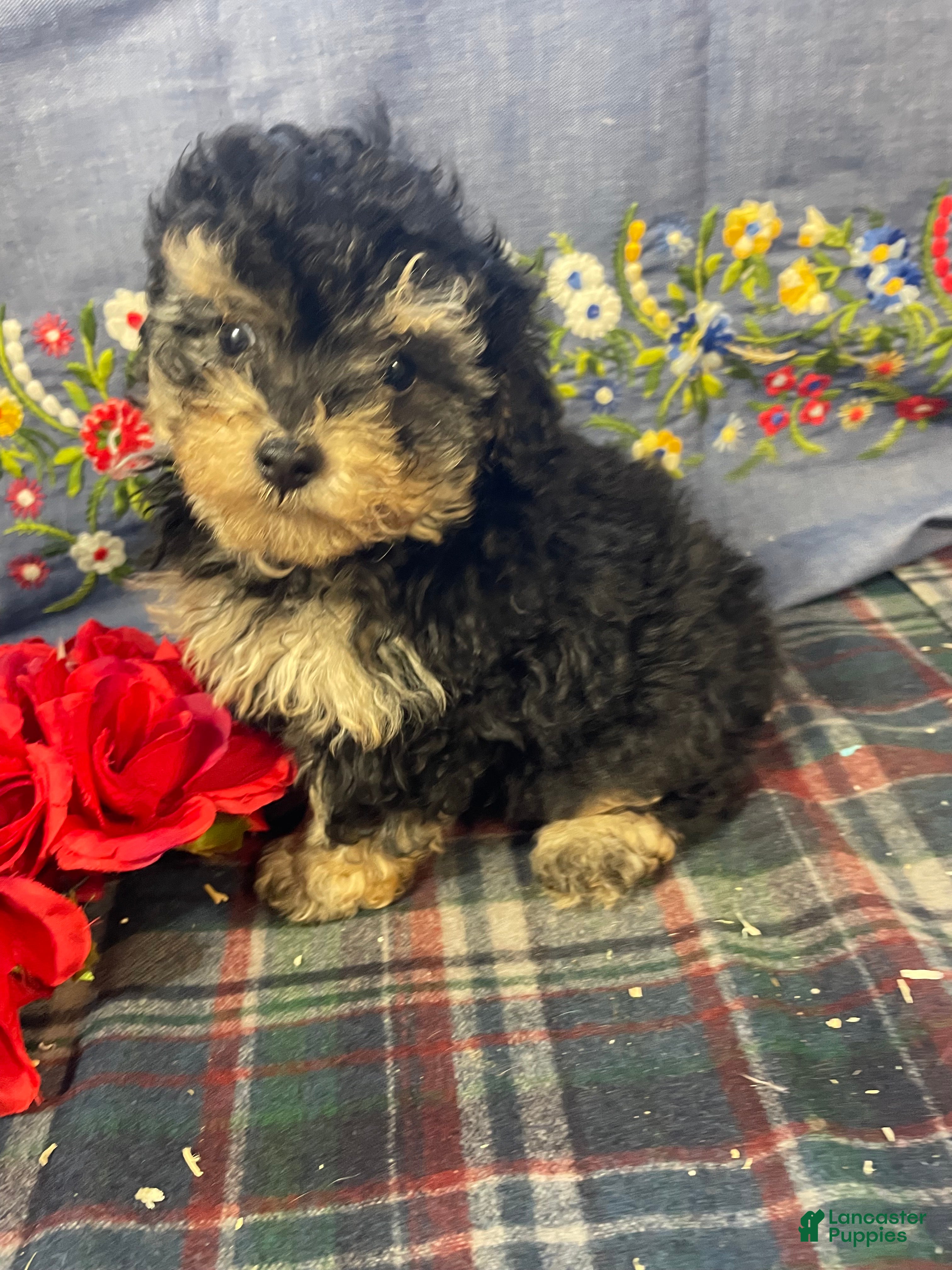 Yorkiepoo dogs Leo - Ad 38