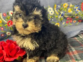 Yorkiepoo dogs Leo - Ad 38