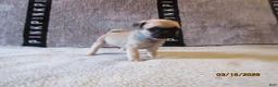 Pug dogs for sale: Pug Puppy 3 - Ad 35