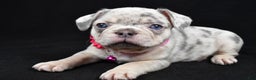 French Bulldog dogs for sale: Wanda - Ad 2