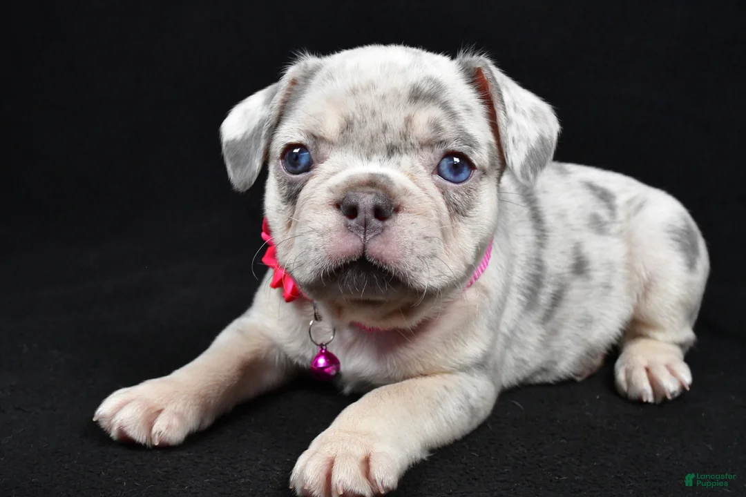 French Bulldog dogs for sale: Wanda - Ad 2