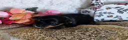 Mixed Breed dogs for sale: TCup Tina - Ad 5