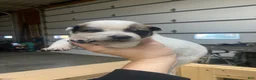 Australian Cattle Dog dogs for sale: Australian Cattle Dog 7 - Ad 5
