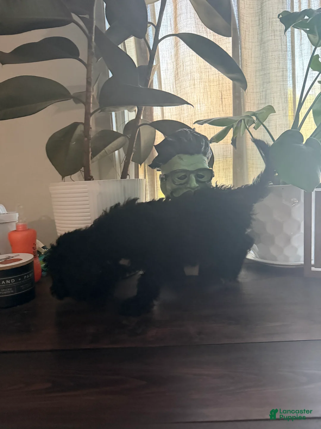 Labradoodle dogs for sale: Cardi - Ad 2