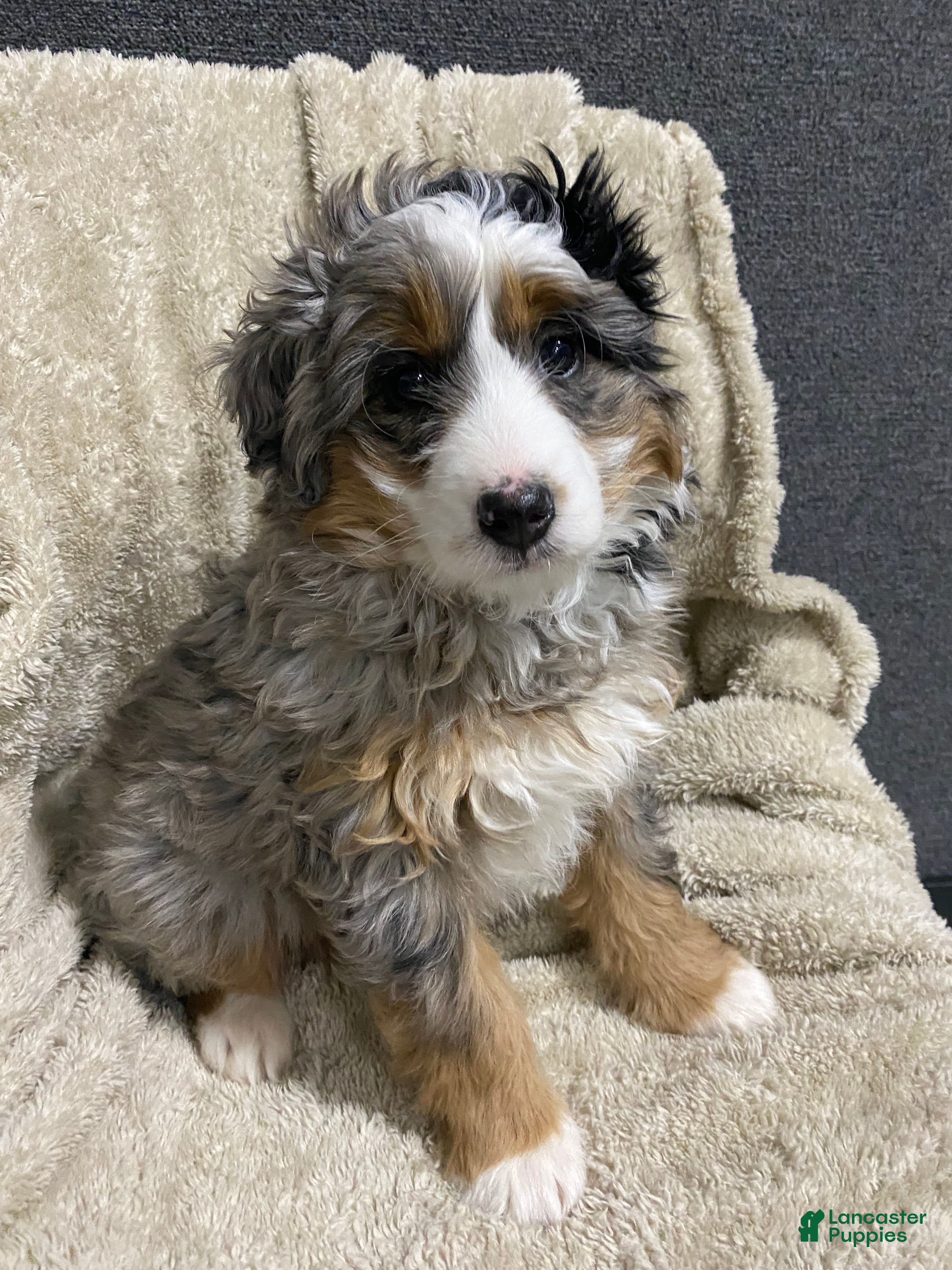 Mini Bernedoodle dogs Evie - Ad 2