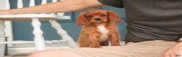 Cavalier King Charles Spaniel dogs for sale: Grady Cavalier King Charles Spaniel  - Ad 4