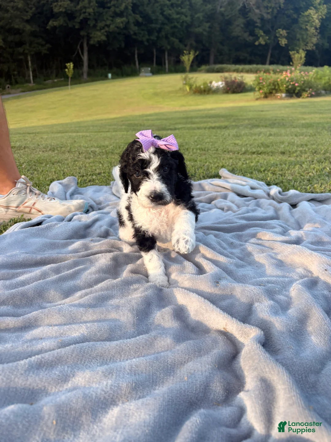 Standard Poodle dogs for sale: Purple collar - Ad 1