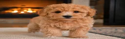 Miniature Poodle dogs for sale: milo - Ad 5